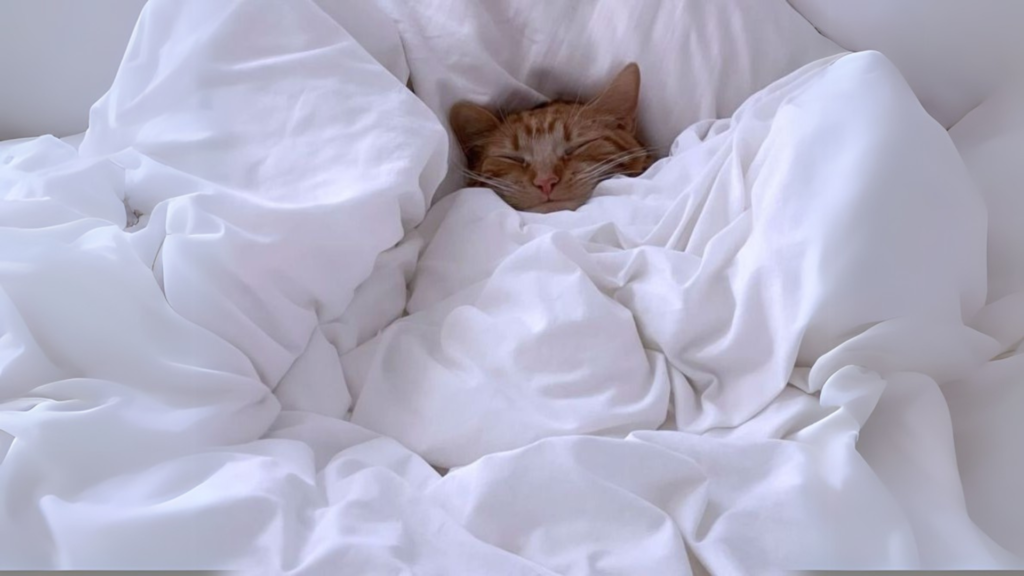 cute cat taking a nap to avoid stress